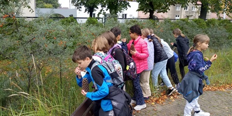 Powiększ grafikę: Uczniowie klasy IVa z dużym skupieniem przyglądają się roślinom