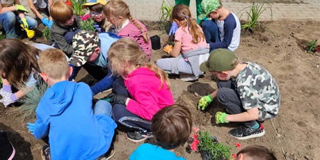 Powiększ grafikę: uczniowie Piętnastki z zaangażowaniem sadzą nowe rośliny przed szkoł
