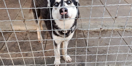Zbiórka dla schroniska - podziękowania
